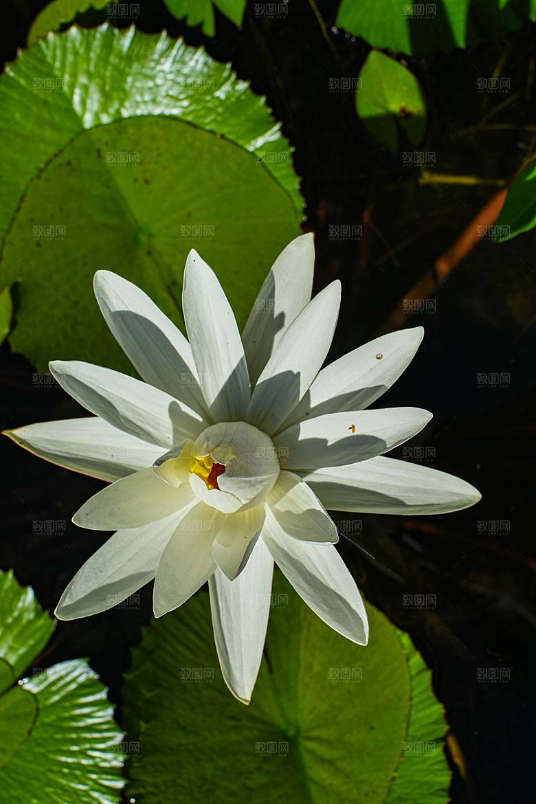 白色鲜花百合花摄影特写素材