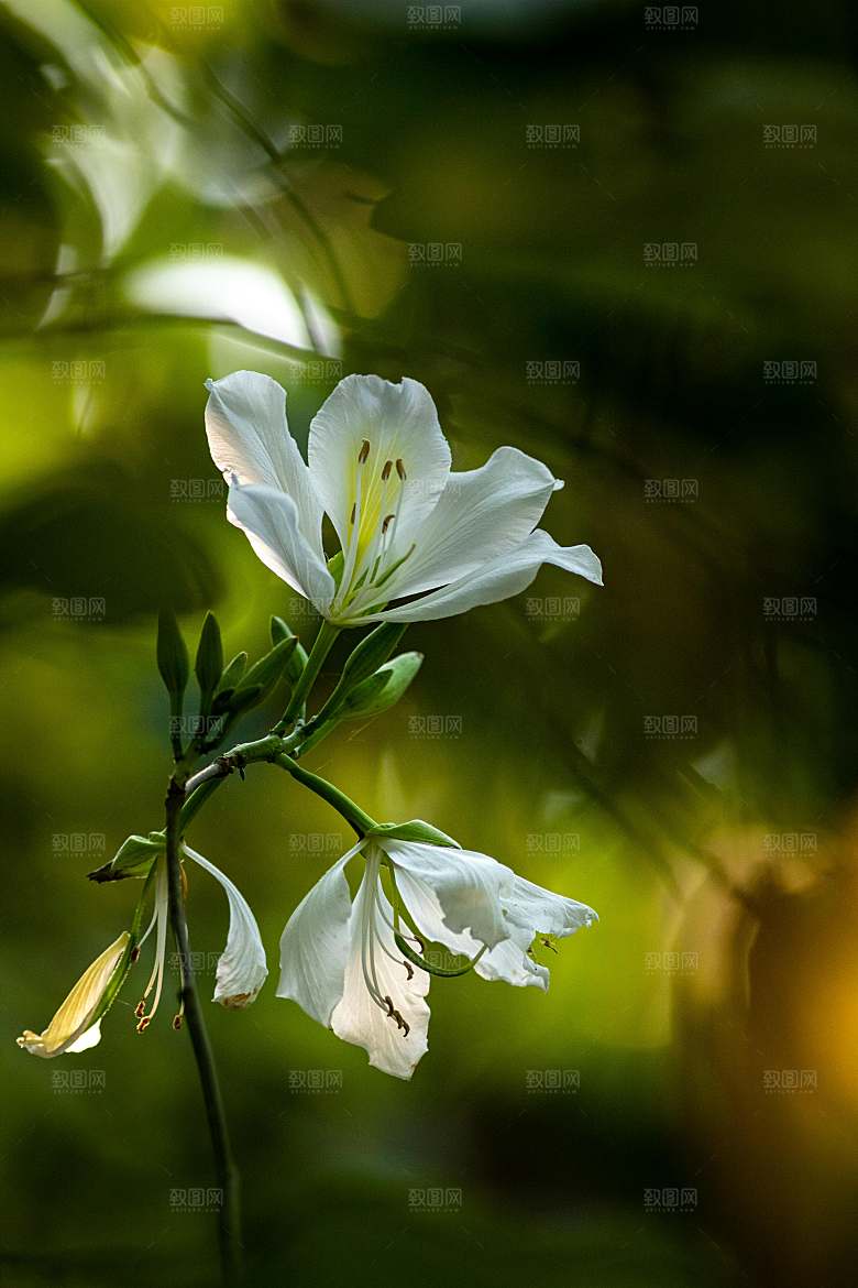 白色鲜花百合花摄影特写素材