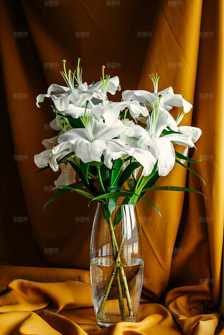 白色鲜花百合花摄影特写素材