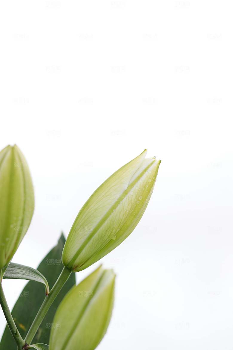 白色鲜花百合花摄影特写素材