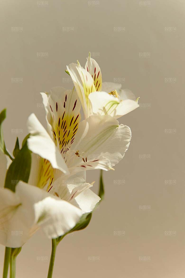白色鲜花百合花摄影特写素材
