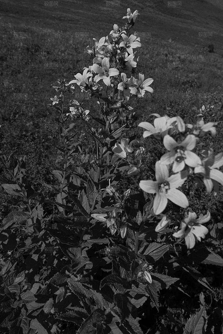白色鲜花百合花摄影特写素材
