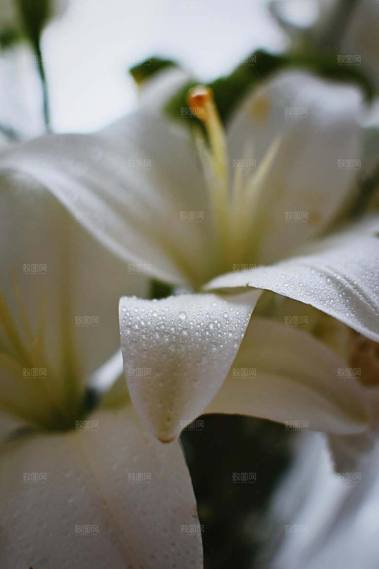 白色百合花鲜花摄影素材