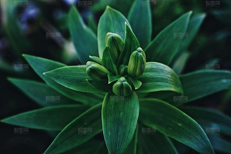 白色百合花鲜花摄影素材