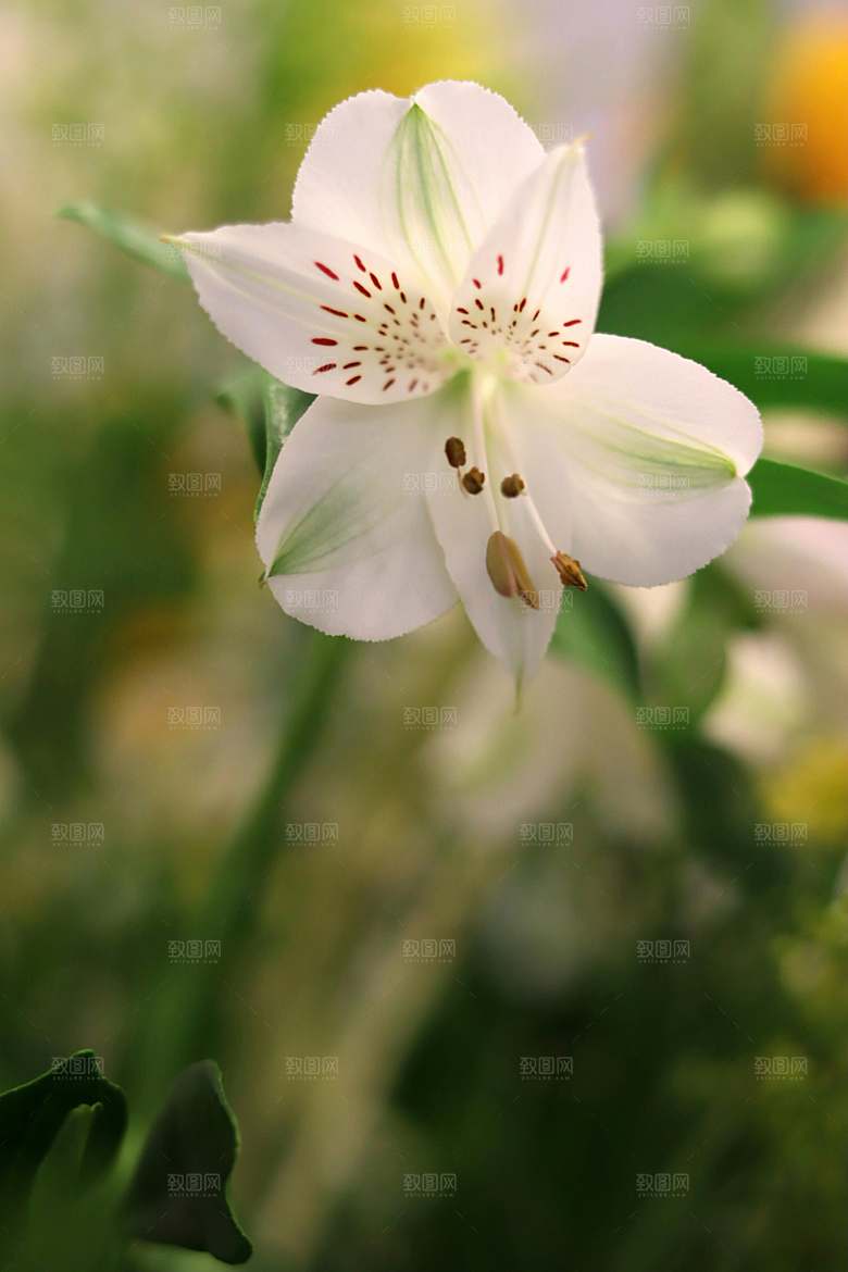 白色百合花鲜花摄影素材