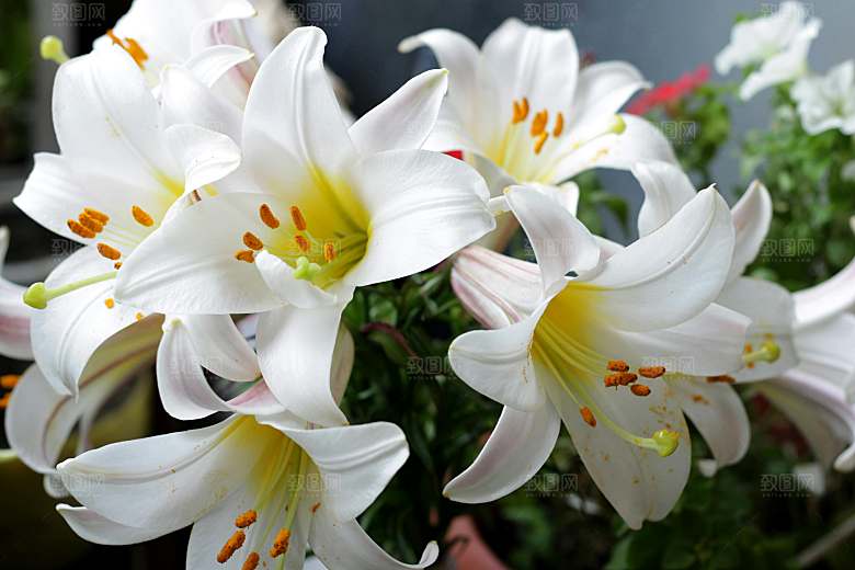 白色百合花鲜花摄影素材