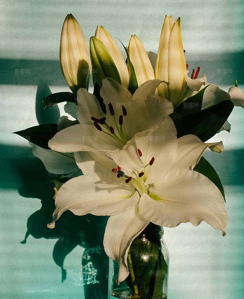 白色百合花鲜花摄影素材