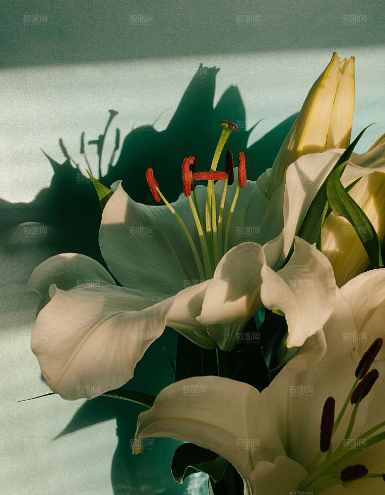 白色百合花鲜花摄影素材