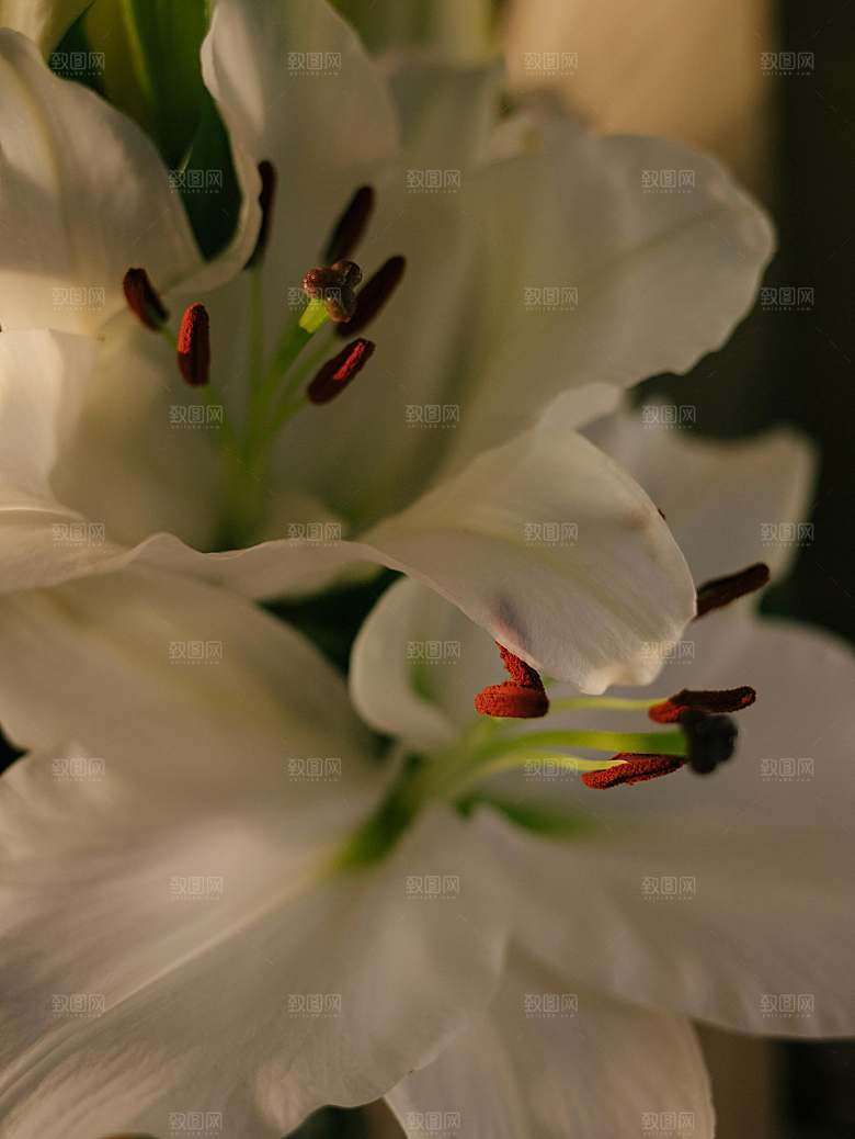 白色百合花鲜花摄影素材