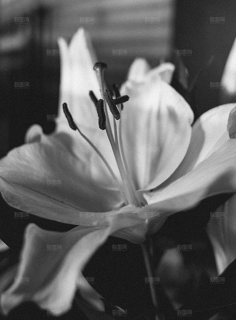 白色百合花鲜花摄影素材