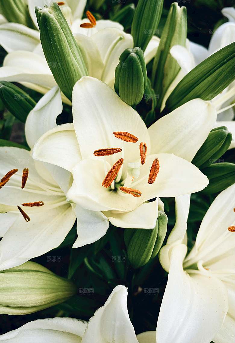 白色百合花鲜花摄影素材