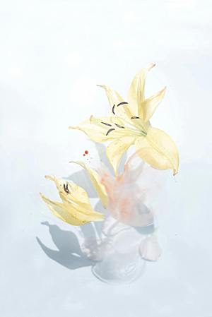 白色百合花鲜花摄影素材