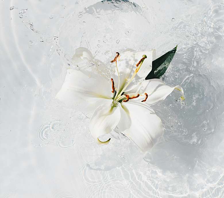 白色百合花鲜花摄影素材