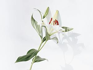 白色百合花鲜花摄影素材