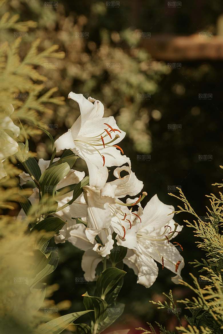白色百合花鲜花摄影素材