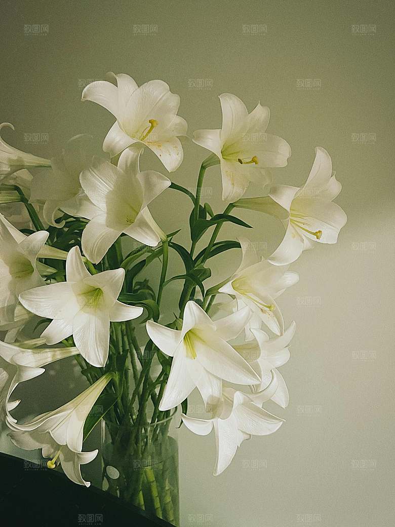 白色百合花鲜花摄影素材