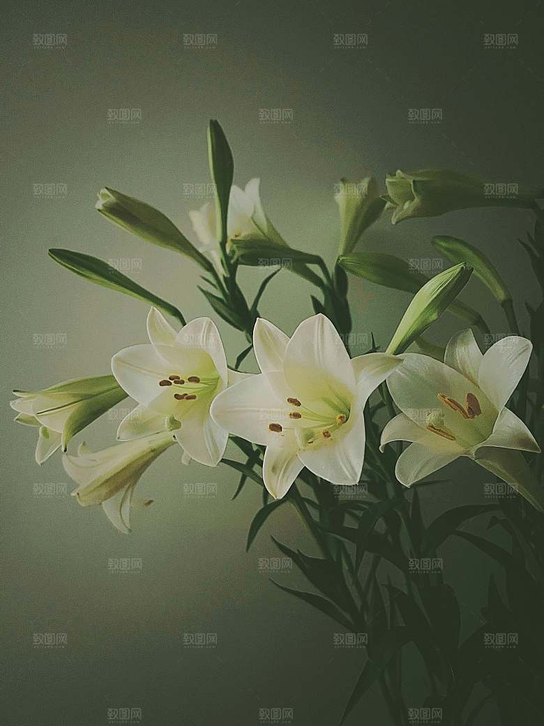 白色百合花鲜花摄影素材