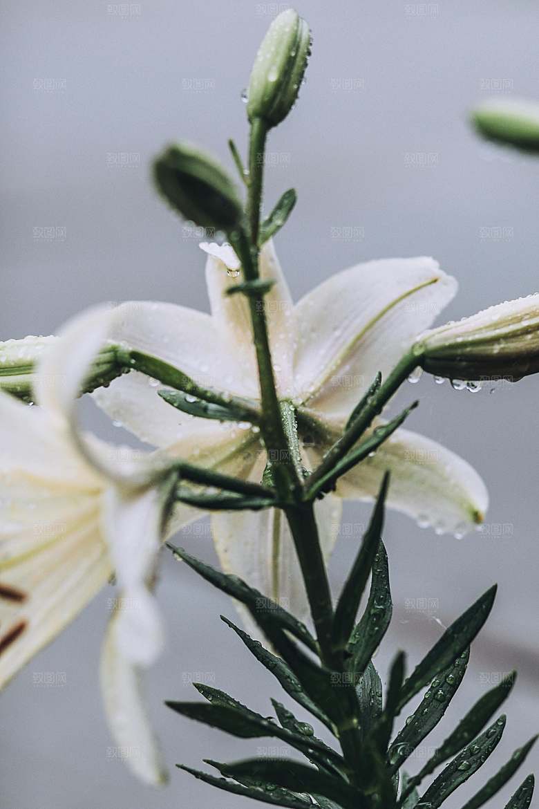 白色鲜花百合花摄影素材