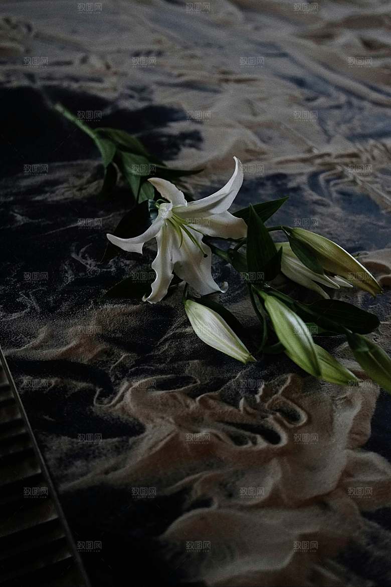 白色鲜花百合花摄影素材