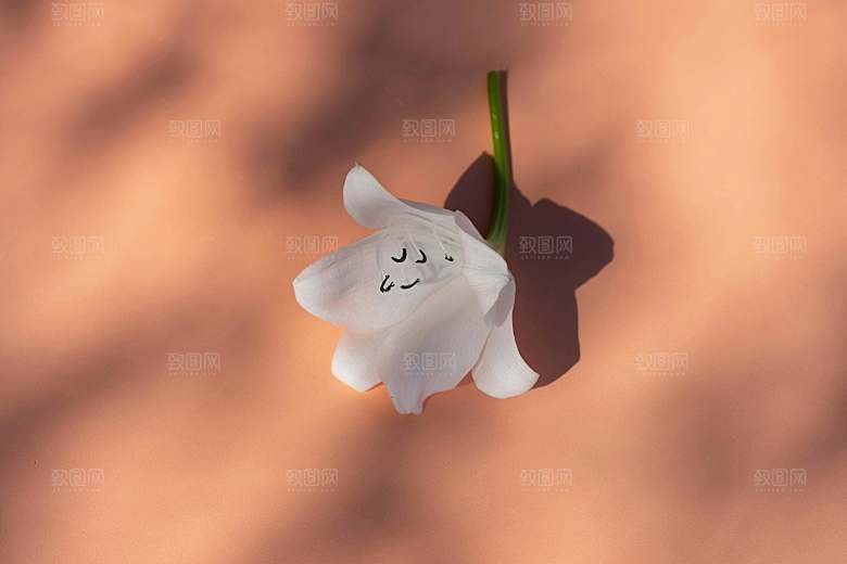 白色鲜花百合花摄影素材