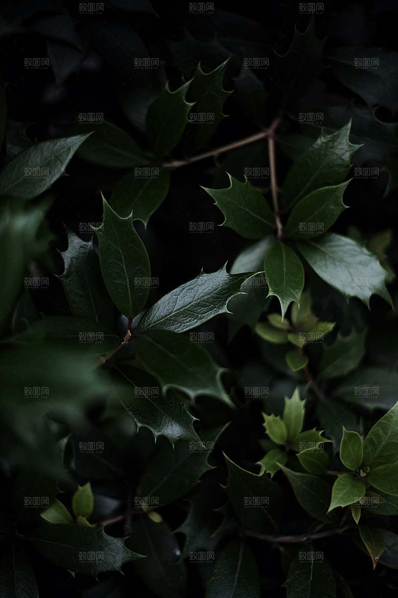 白色鲜花百合花摄影素材