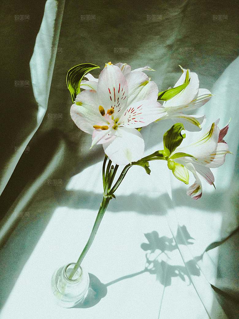 白色鲜花百合花摄影素材