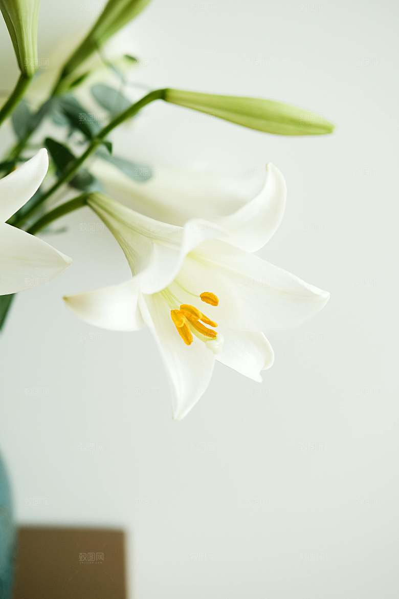 白色鲜花百合花摄影素材