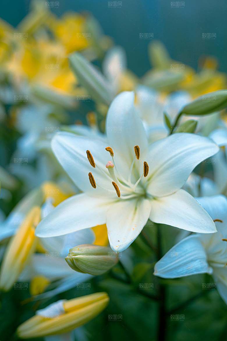 白色鲜花百合花摄影素材