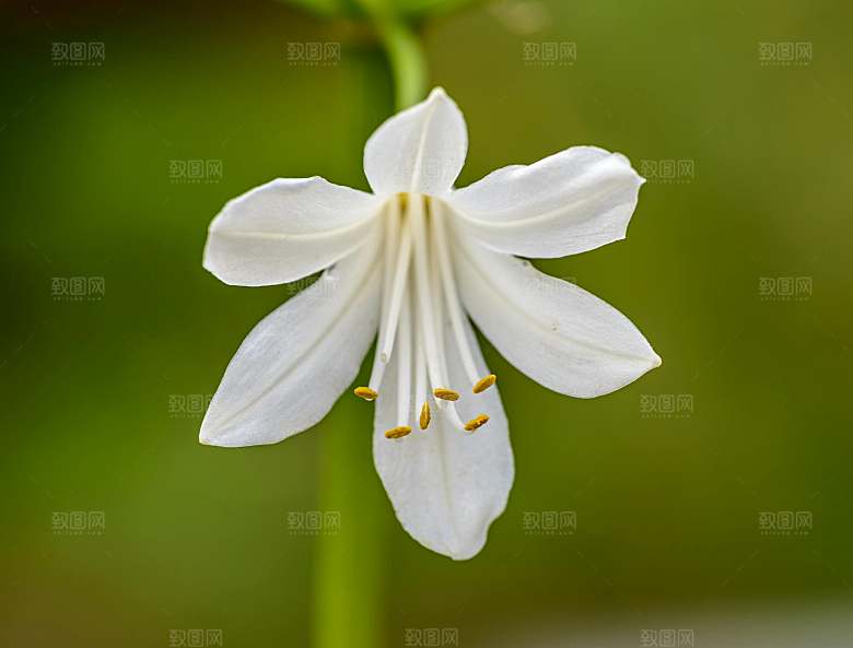 白色鲜花百合花摄影素材