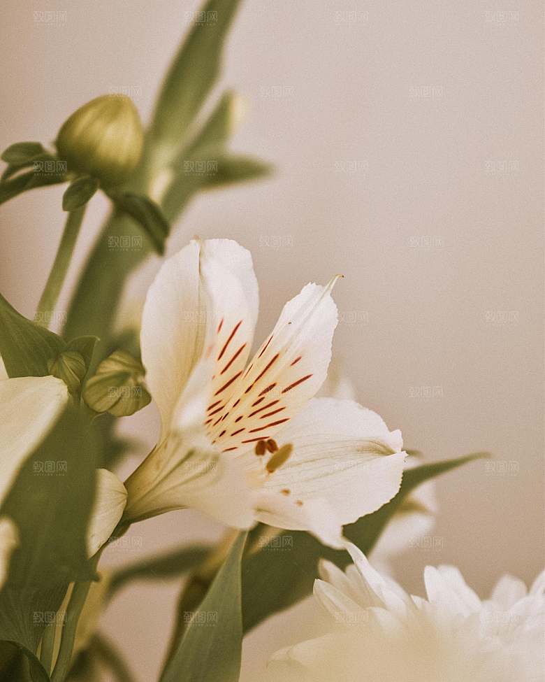 白色鲜花百合花摄影素材