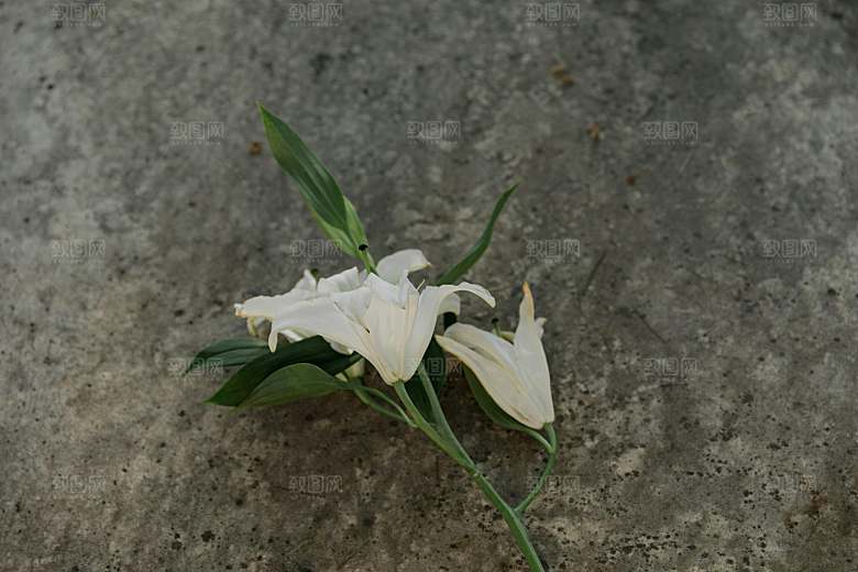 白色鲜花百合花摄影素材