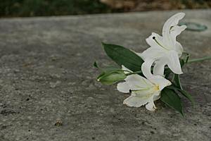 百合花鲜花摄影素材