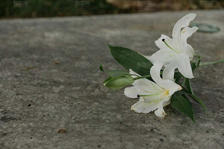 百合花鲜花摄影素材