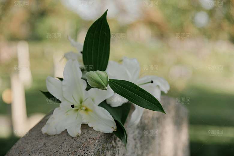 百合花鲜花摄影素材