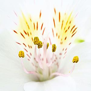 百合花鲜花摄影素材