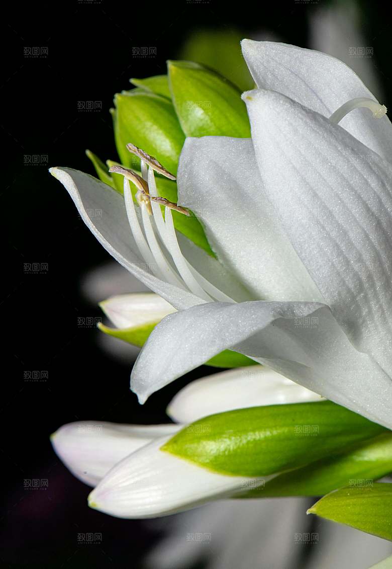 百合花鲜花摄影素材