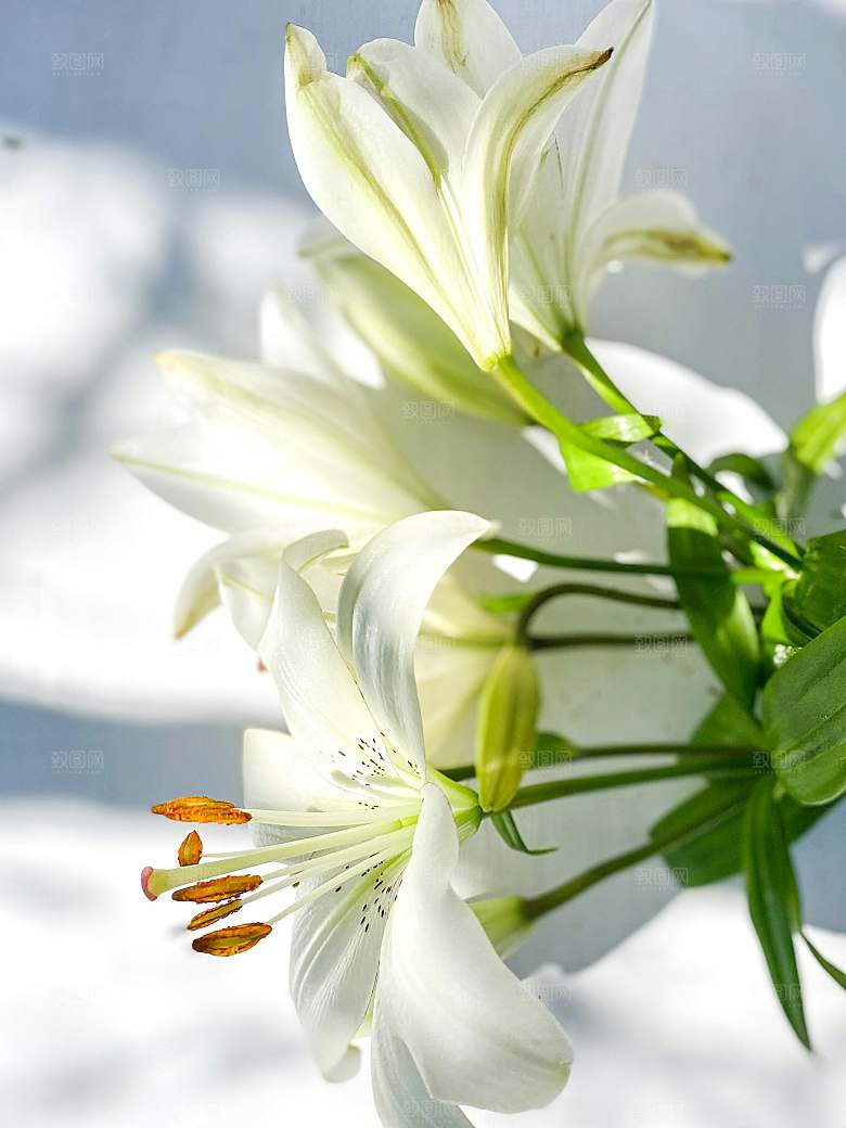 百合花鲜花摄影素材