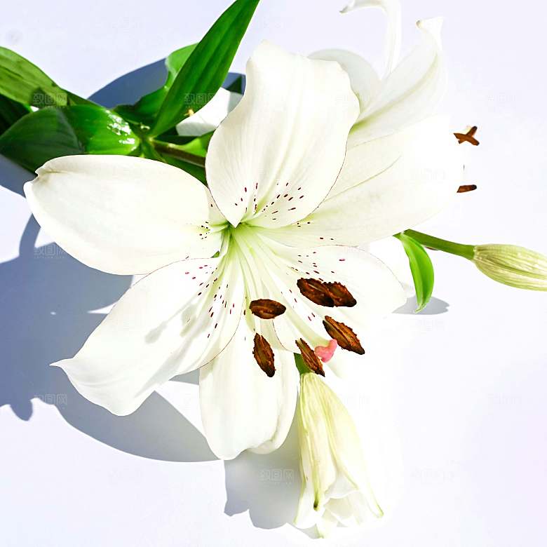 百合花鲜花摄影素材