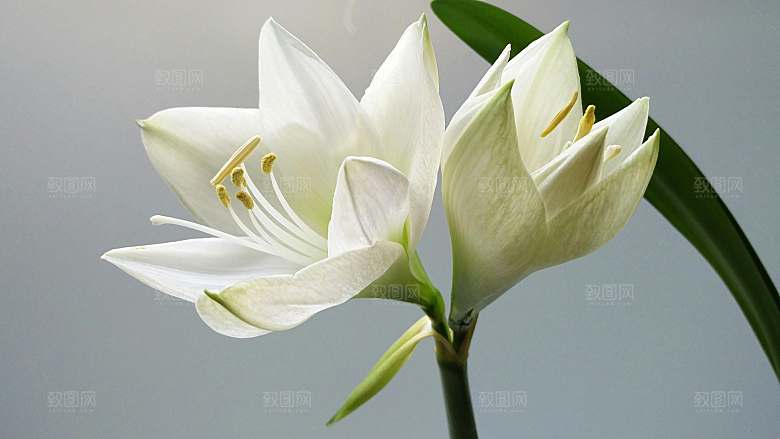百合花鲜花摄影素材