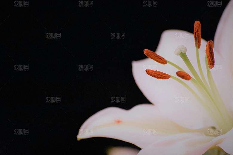 百合花鲜花摄影素材