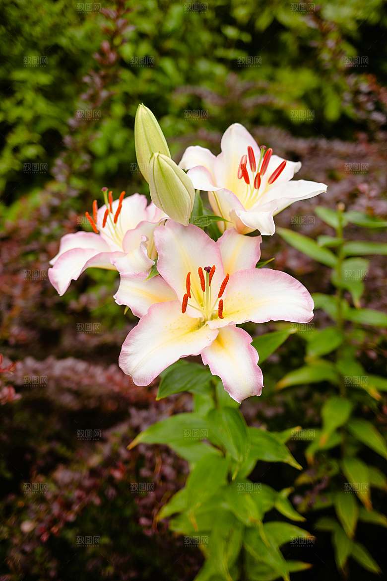 百合花鲜花摄影素材