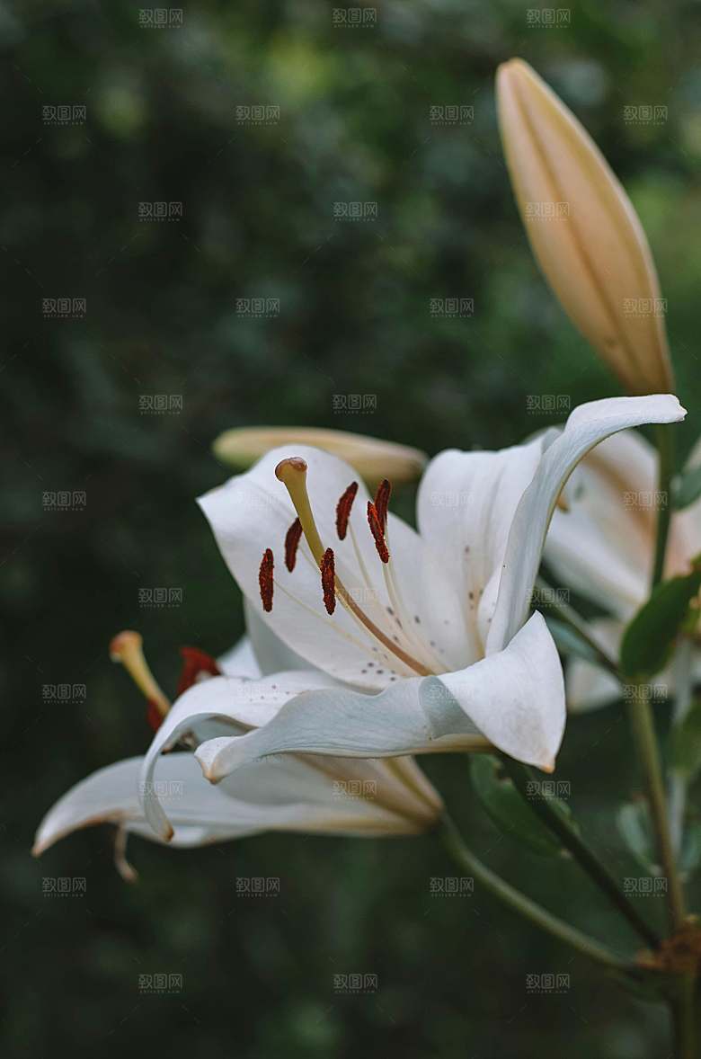 百合花鲜花摄影素材