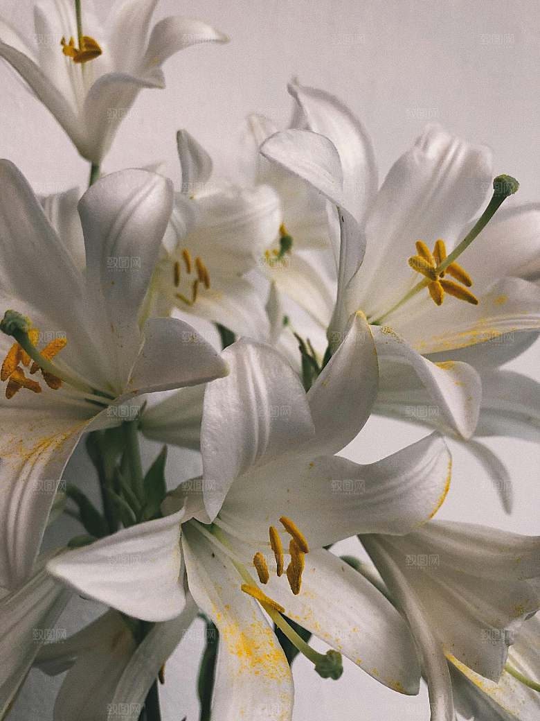 百合花鲜花摄影素材