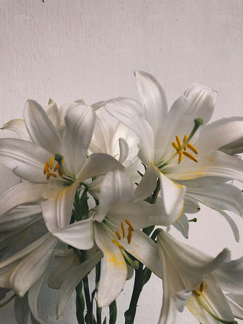 百合花鲜花摄影素材