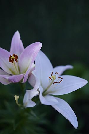 百合花鲜花摄影素材