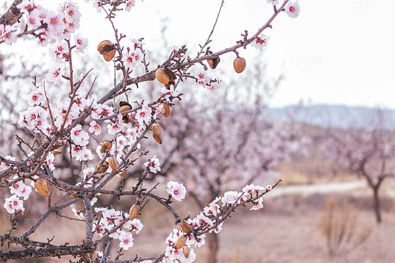 春天桃花摄影素材