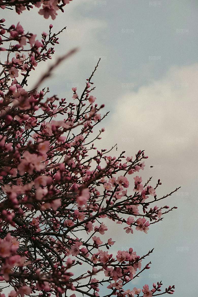 春天桃花摄影素材