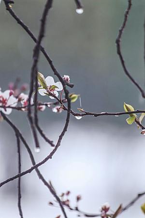 春天桃花摄影素材