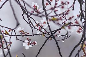 春天桃花摄影素材
