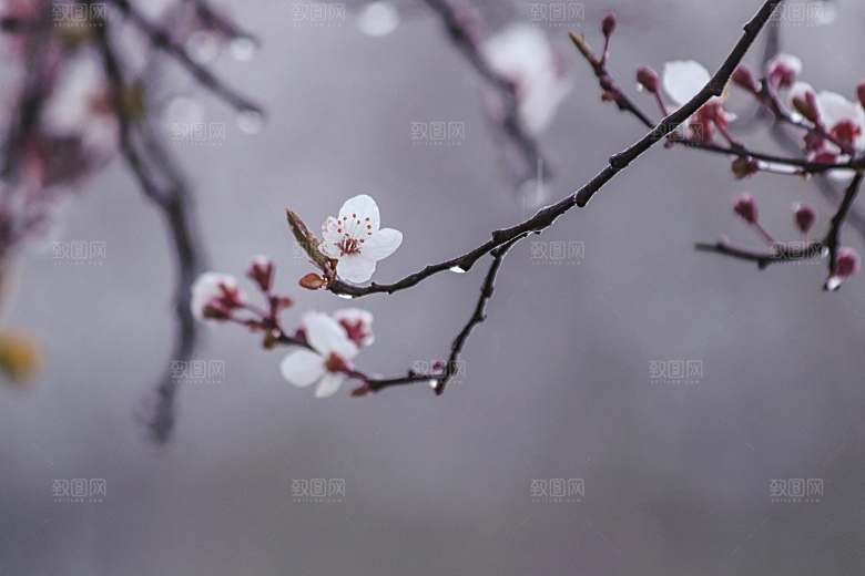 春天桃花摄影素材